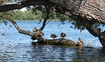 kaczki - jezioro pszczewskie
