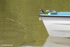 Pliszka na łódce, tego ptaszka-biegacza bardzo lubimy:)