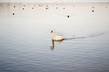 Ptaki wodne, jezioro Pile w grudniu 2016