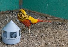 Papuga w mini Zoo