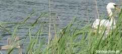 Ptaki jezioro bielsko