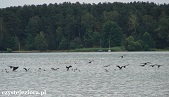 jezioro wdzydze ptaki