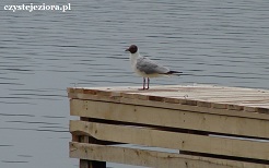 jezioro Wierzchowo ptaki