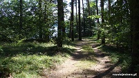 jezioro Chłop - leśne ścieżki