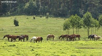 stadnina koni Komorze