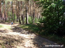 Wygodne ścieżki leśne wzdłuż jeziora Młyńskiego