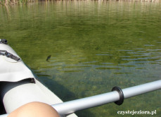 To zdjęcie pokazuje przejrzystość wody w jeziorze Budzisławskim - zwróćcie uwagę jak dobrze widać rybę