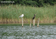 Ptaki na jeziorze Budzisławskim