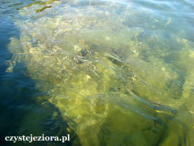 Przejrzystość wody w jeziorze Powidzkim niezwykła