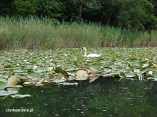 Wiele przyrodniczych ciekawostek w kanale między jeziorami Strażym i Bachotek