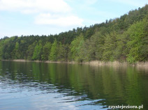Lasy wokół jeziora Ciecz