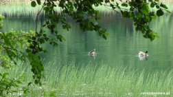 jezioro Siecino - trzciny