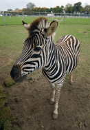 Zebra pokazuje dumnie swój wybieg